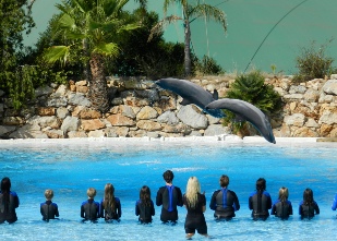 Dolphin show at Zoomarine in Guia