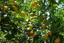 Lemon groves in Guia