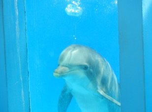 Watching dolphin close up at the Zoomarine in Guia