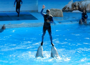 Dolphin stunt shows at the Zoomarine in Guia
