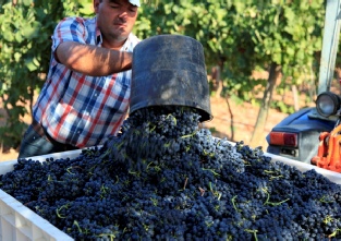 Adega Do Cantor - Grapes picked by hand